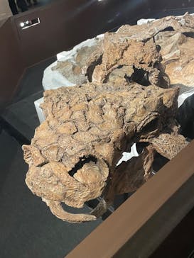 特別展「恐竜博2023」に投稿された画像（2023/5/8）