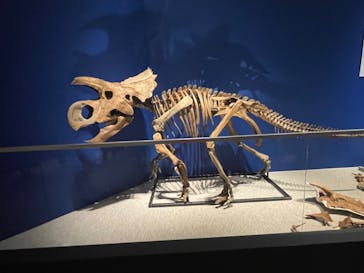 特別展「恐竜博2023」に投稿された画像（2023/5/8）