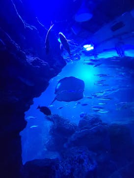 京都水族館×ニデック京都タワーに投稿された画像（2023/5/8）
