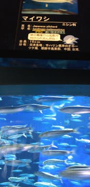 アクアワールド茨城県大洗水族館に投稿された画像（2023/5/8）