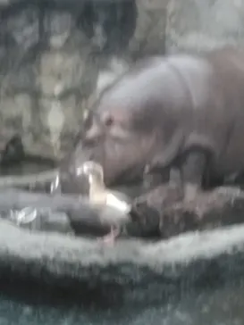 天王寺動物園に投稿された画像（2023/5/8）