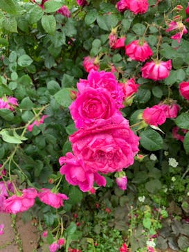 横浜イングリッシュガーデンに投稿された画像（2023/5/8）