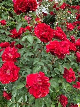 横浜イングリッシュガーデンに投稿された画像（2023/5/8）