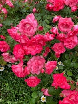 横浜イングリッシュガーデンに投稿された画像（2023/5/8）