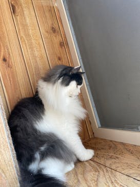 猫カフェモカ　池袋本店に投稿された画像（2023/5/8）