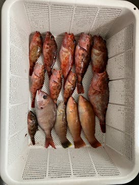 釣り船元栄丸に投稿された画像（2023/5/8）