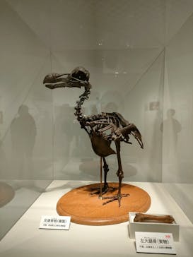 特別展「恐竜博2023」に投稿された画像（2023/5/8）