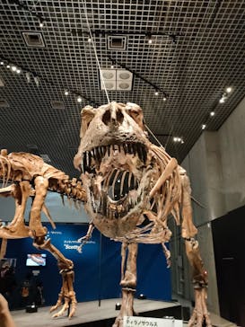 特別展「恐竜博2023」に投稿された画像（2023/5/8）