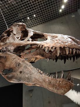 特別展「恐竜博2023」に投稿された画像（2023/5/8）