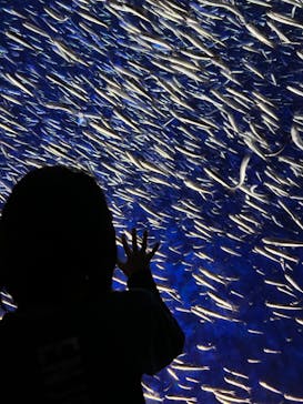 大分マリーンパレス水族館 「うみたまご」に投稿された画像（2023/5/8）