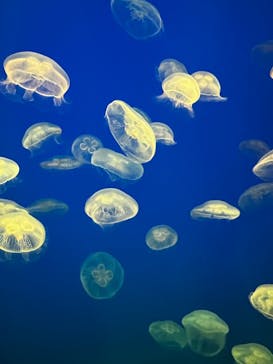 大分マリーンパレス水族館 「うみたまご」に投稿された画像（2023/5/8）