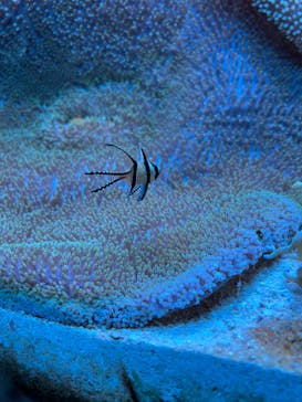 大分マリーンパレス水族館 「うみたまご」に投稿された画像（2023/5/8）