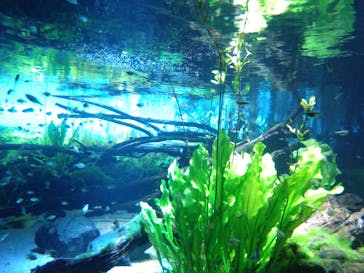 カワスイ 川崎⽔族館に投稿された画像（2023/5/8）