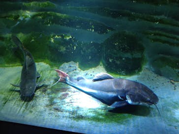 カワスイ 川崎⽔族館に投稿された画像（2023/5/8）