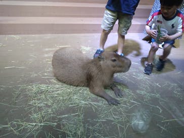 カワスイ 川崎⽔族館に投稿された画像（2023/5/8）