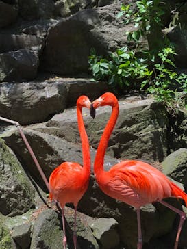 伊豆シャボテン動物公園に投稿された画像（2023/5/8）