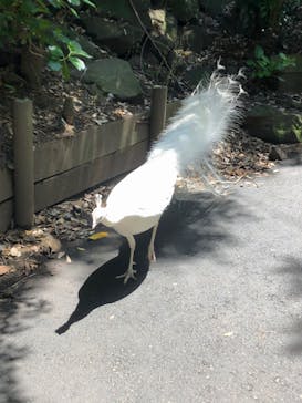 伊豆シャボテン動物公園に投稿された画像（2023/5/8）