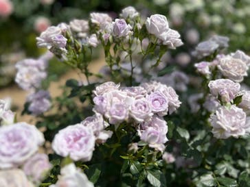 横浜イングリッシュガーデンに投稿された画像（2023/5/8）