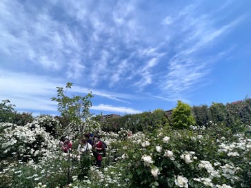 横浜イングリッシュガーデンに投稿された画像（2023/5/8）