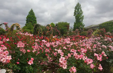 ひらかたパークに投稿された画像（2023/5/8）