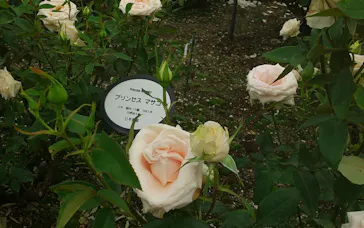 ひらかたパークに投稿された画像（2023/5/8）