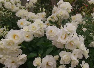 ひらかたパークに投稿された画像（2023/5/8）