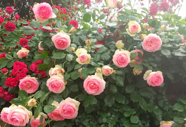 ひらかたパークに投稿された画像（2023/5/8）