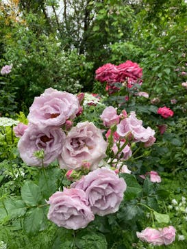 横浜イングリッシュガーデンに投稿された画像（2023/5/8）