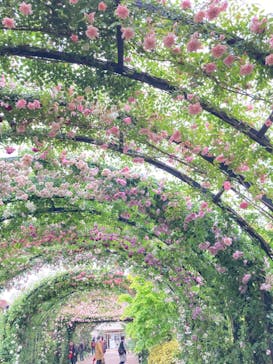 横浜イングリッシュガーデンに投稿された画像（2023/5/8）