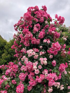 横浜イングリッシュガーデンに投稿された画像（2023/5/8）