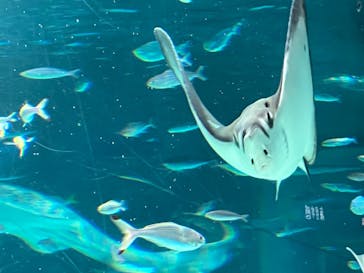 サンシャイン水族館に投稿された画像（2023/5/8）