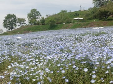 花の駅せらに投稿された画像（2023/5/8）