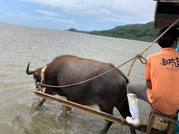 西表島 ADVENTURE PiPi（アドベンチャーピピ）に投稿された画像（2023/5/8）