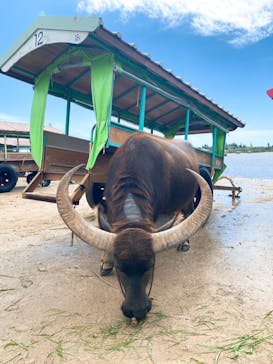 西表島 ADVENTURE PiPi（アドベンチャーピピ）に投稿された画像（2023/5/8）