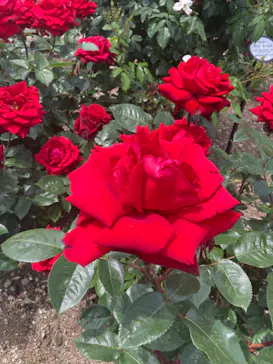 ひらかたパークに投稿された画像（2023/5/8）