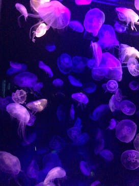 島根県立 しまね海洋館に投稿された画像（2023/5/8）