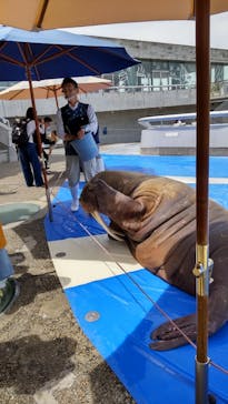 大分マリーンパレス水族館 「うみたまご」に投稿された画像（2023/5/8）