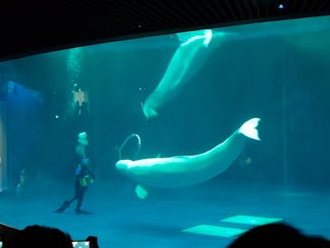 島根県立 しまね海洋館に投稿された画像（2023/5/8）