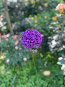 横浜イングリッシュガーデンに投稿された画像（2023/5/9）