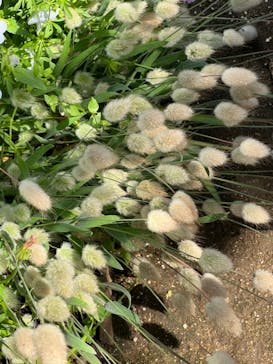 横浜イングリッシュガーデンに投稿された画像（2023/5/9）