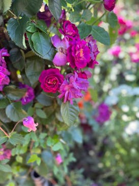 横浜イングリッシュガーデンに投稿された画像（2023/5/9）