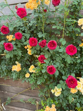 横浜イングリッシュガーデンに投稿された画像（2023/5/9）