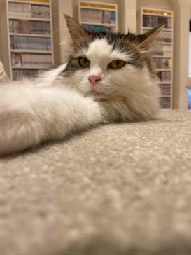 猫カフェモカ　イオンモール幕張新都心店に投稿された画像（2023/5/9）