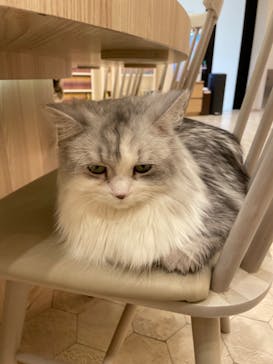 猫カフェモカ　イオンモール幕張新都心店に投稿された画像（2023/5/9）