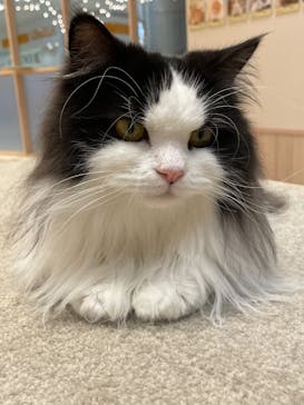 猫カフェモカ　イオンモール幕張新都心店に投稿された画像（2023/5/9）