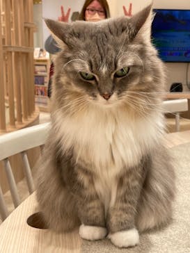 猫カフェモカ　イオンモール幕張新都心店に投稿された画像（2023/5/9）