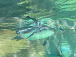 天王寺動物園に投稿された画像（2023/5/9）