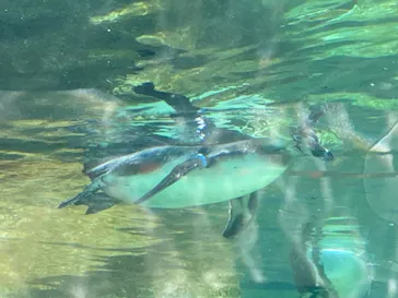 天王寺動物園に投稿された画像（2023/5/9）