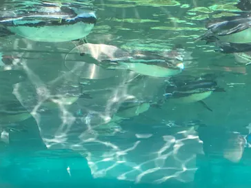 天王寺動物園に投稿された画像（2023/5/9）