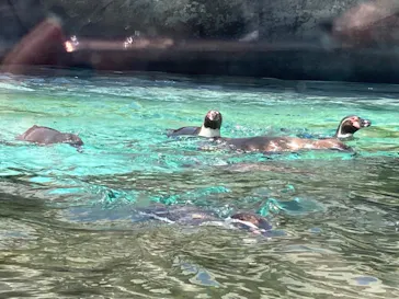 天王寺動物園に投稿された画像（2023/5/9）